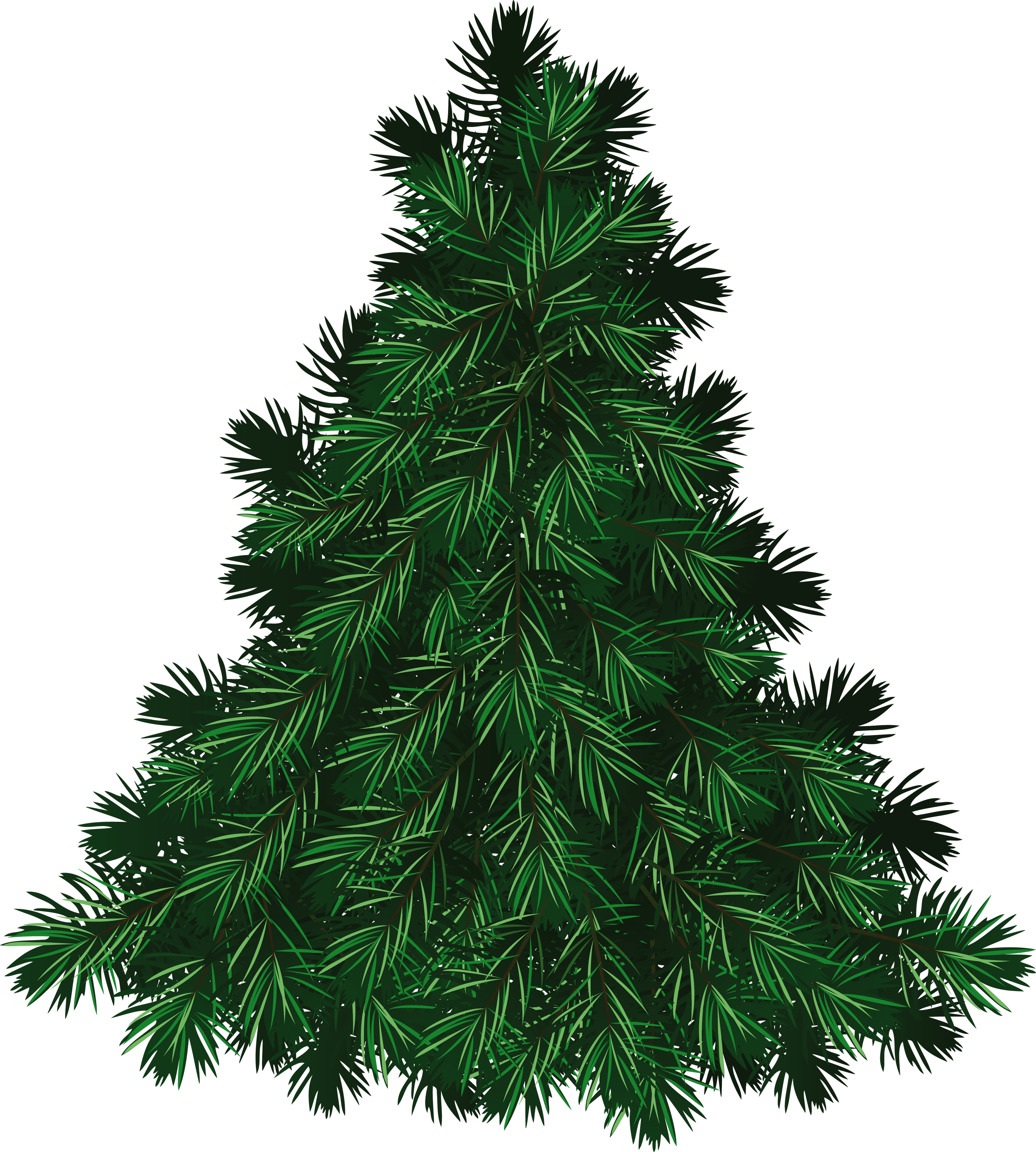 Fir tree PNG3694