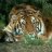 Anatol_A
